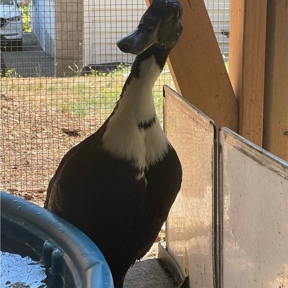 Meet your Posher, Mariah - Picture 8 of 12